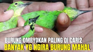 BURUNG OMBYOKAN PALING DI CARI2 YANG SEPERTI INI ! BANYAK ORANG NGIRA CALON BURUNG MAHAL