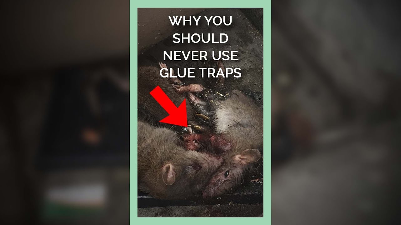 Never Use Glue Traps!