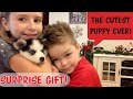 Kolu Husky Puppy!! Secret Christmas Gift For Grandma! * Sopo Squad Family *