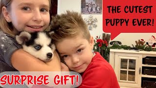 Kolu Husky Puppy!! Secret Christmas Gift For Grandma! * Sopo Squad Family *