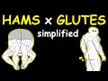 Bodybuilding simplified hamstrings  glutes