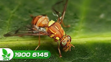 Mách các "tuyệt chiêu" phòng trị ruồi vàng đục quả táo | VTC16