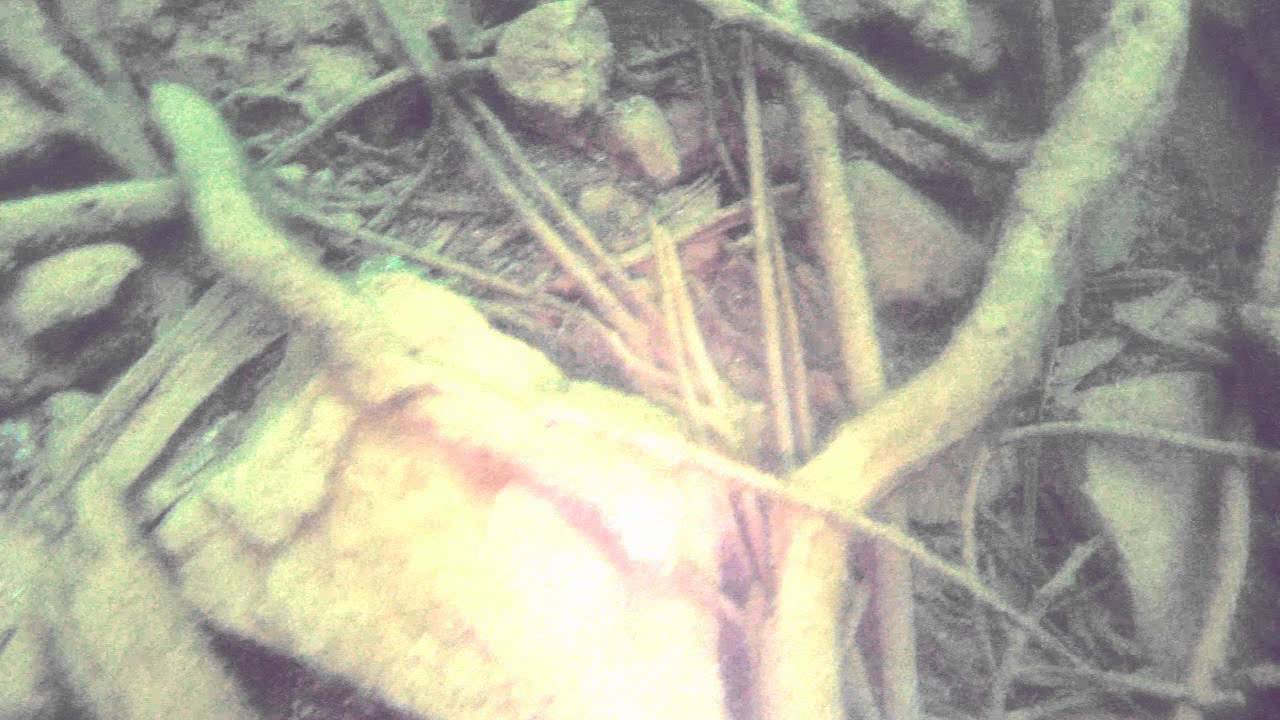 scorpion Bay Marina Lake Pleasant