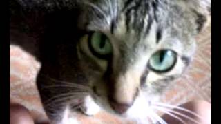 Kucing Jantan Mimik Ama Cowok. . .