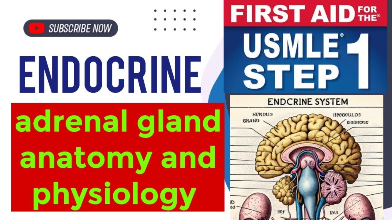 adrenal gland anatomy and physiology endocrinology 3 First Aid USMLE