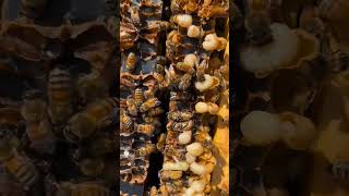 شكل حضنة ذكور النحل | ذكور النحل دورها تلقيح ملكات النحل فقط | تربية النحل للمبتدئين