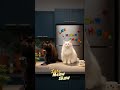 Cats Hosting a Late Night Show in the Kitchen #cat #funny #cutecat #funnycats #pets