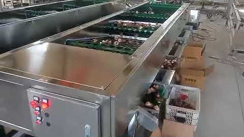 Mushroom Grading Machine, Mushroom Sorting Machine