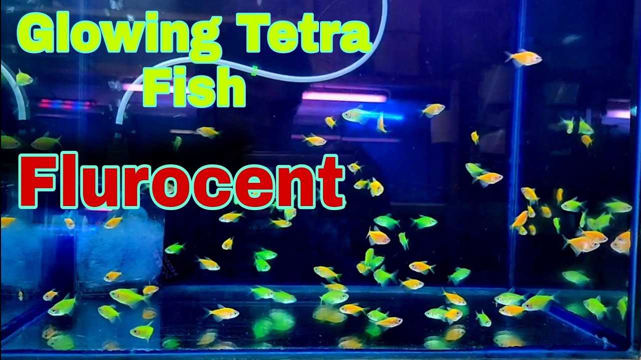 Glowing Tetra Fish. Flurocent colour fish. colourful fish.