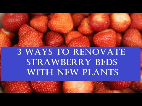 Video: 3 måter å fikse jordbærben på