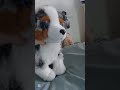 indroducing: the hermann teddy 14 inch australian shepherd #aussie #essa