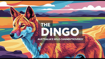The Dingo: Australia’s Elusive Apex Predator