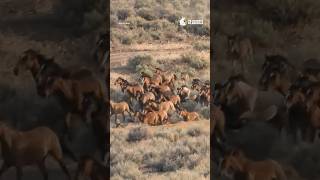 End Cruel Horse and Burro Roundups