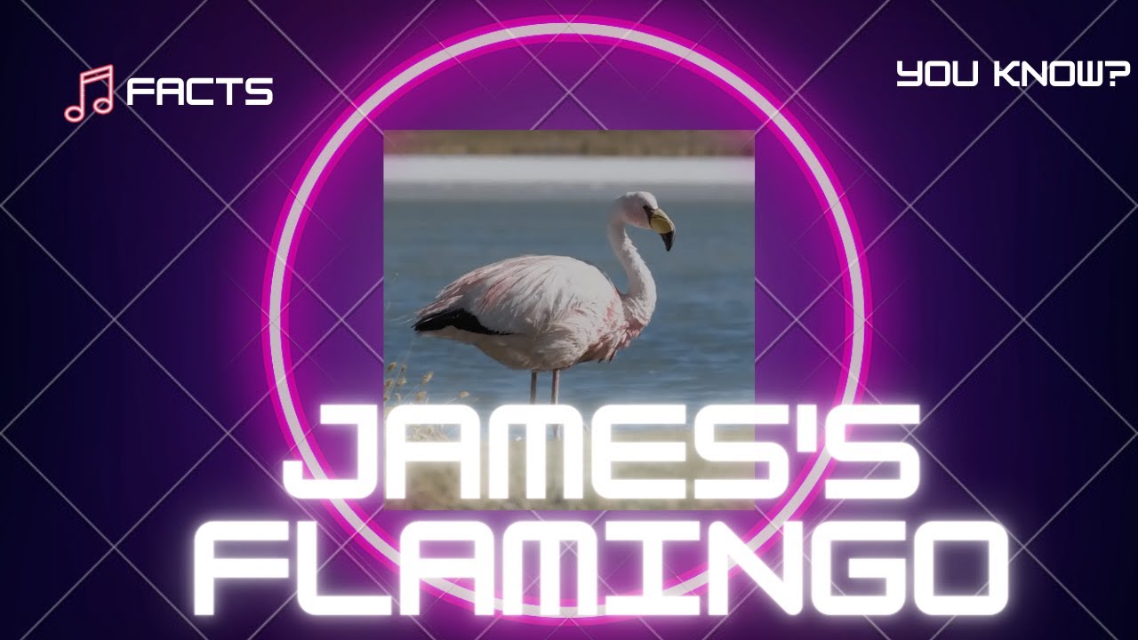 James's flamingo facts 🦩 puna flamingo 🦩 lives at high altitudes in the Andean plateaus