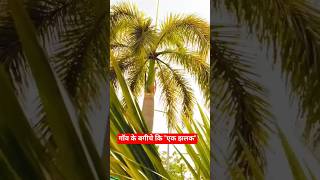 Garden Reels 🌲#song #gardeningshorts #nature #gardenlover #shortsviral #ytshorts