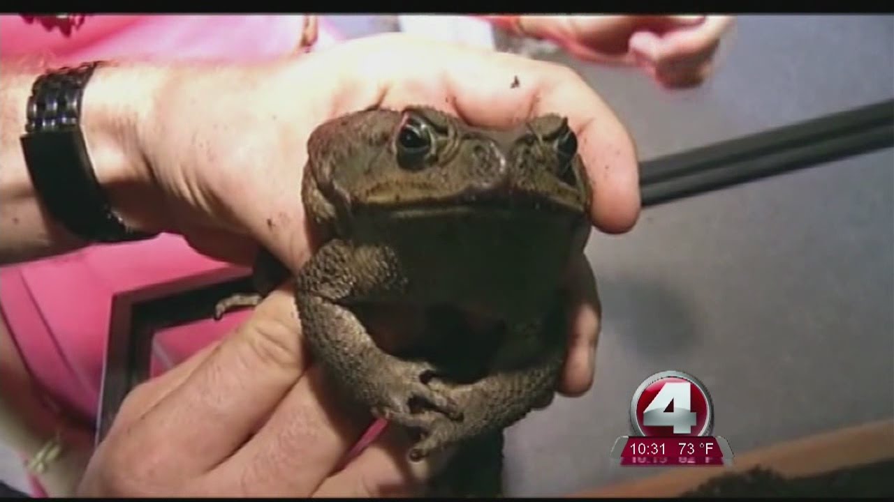 Rain In Southwest Florida Bringing Out Toxic Bufo Toads Youtube