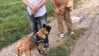 Malinois De À Lattaque Jambes