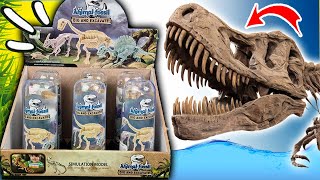 PARASAUROLOPHUS, TRICERATOPS, TIRANOSAURIO REX | DINOSAURIOS FOSILES | ¡INCREIBLES!