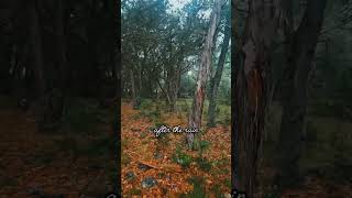 Download Lagu Perfect Song for Rainy days... 🎶 #piano #rainyday #sadsong #sadvibes #pianomusic MP3