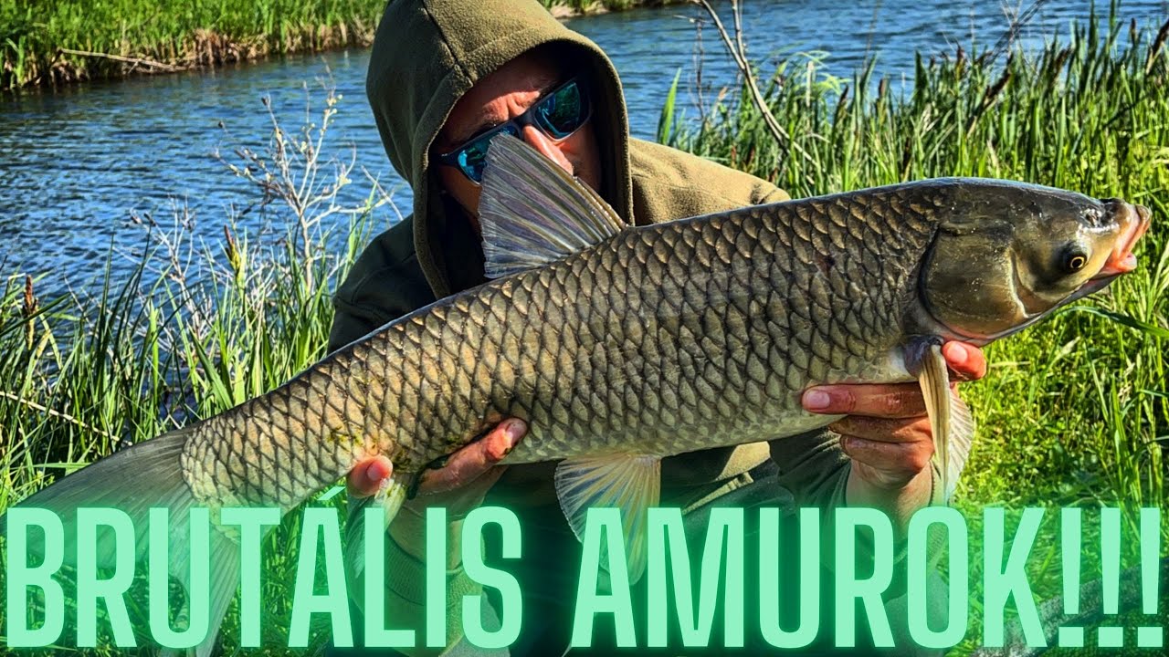Csatorna amurok! Amur horgászat tavasszal!