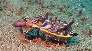 Flamboyant Cuttlefish Slowly Walks On Sea Bed