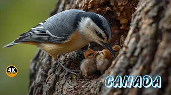 CANADA: Las AVES Más Espectaculares y Legendarias del PLANETA | Documental Episodio 1