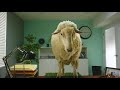 Ernest Not Hiring Campaign // Sheep