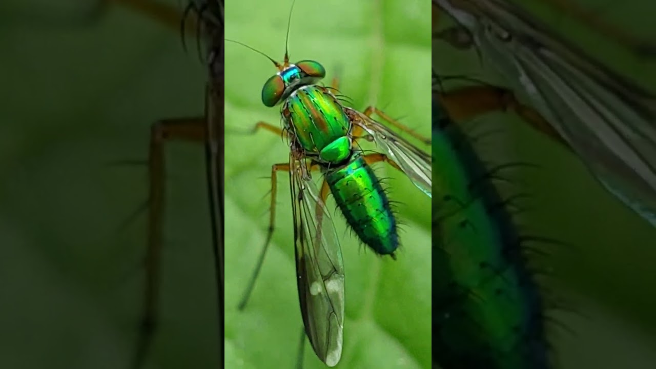 Ultimate closeup of the metallic green flies