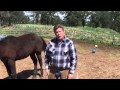 duct tape to calm a horse for horseshoeing