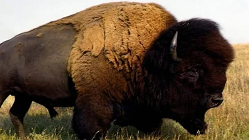 Qual animal é o búfalo?