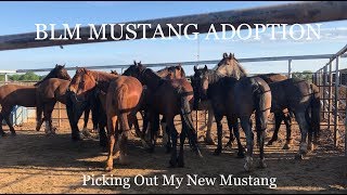 BLM MUSTANG ADOPTION | Picking Out My New Mustang