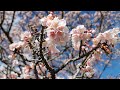 Earliest CHERRY 🌸 BLOSSOM SAKURA IN JAPAN Minamiboso Wadacho Hokoen by Adeyto