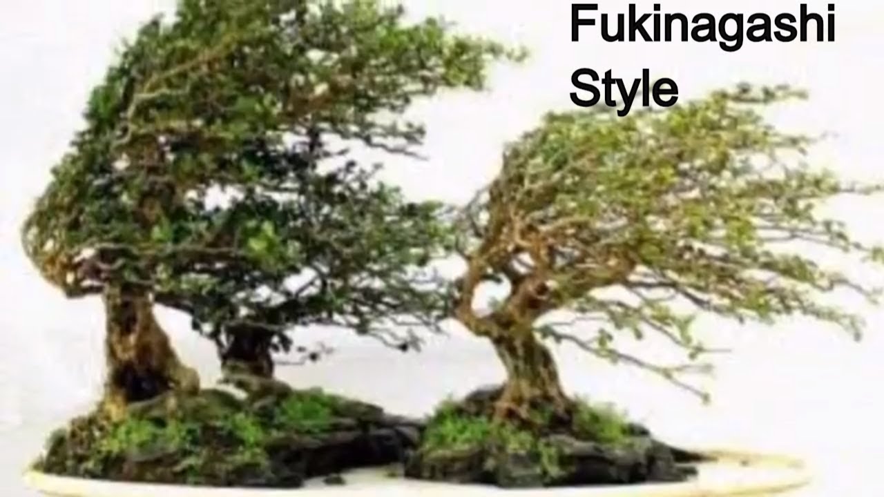 Windswept Bonsai style (Fukinagashi)