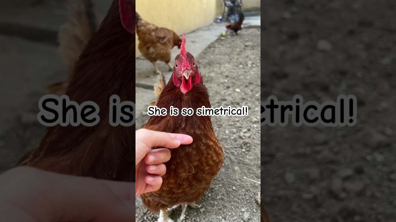 Petting my adorable hen! 