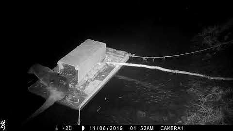 Otter raiding mink raft