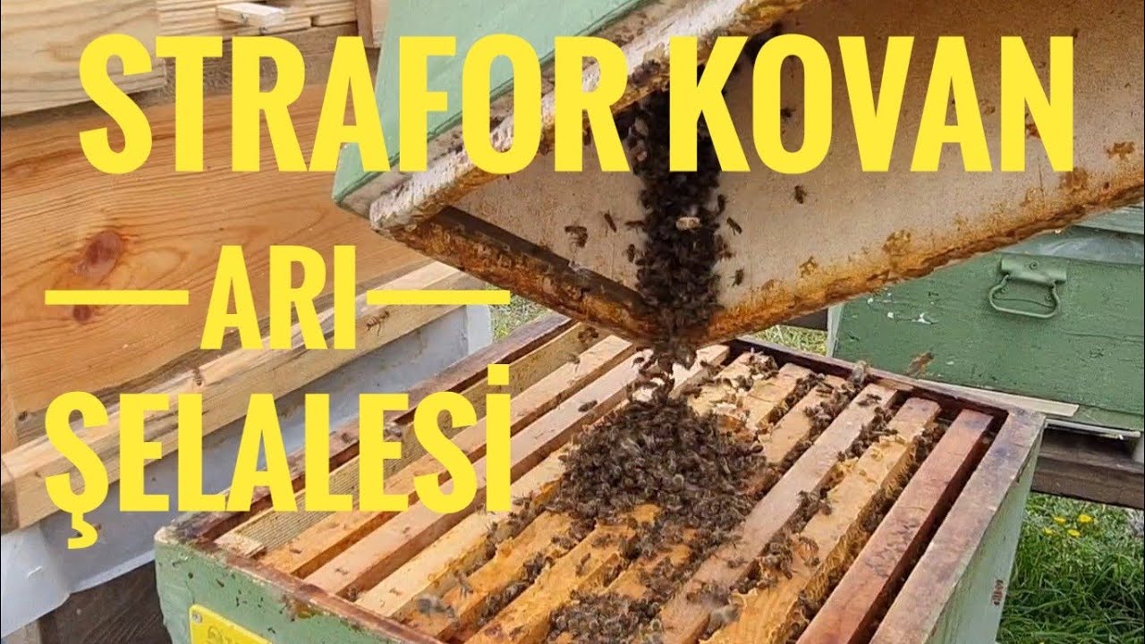 arı şelalesi strafor kovan arı gelişimi