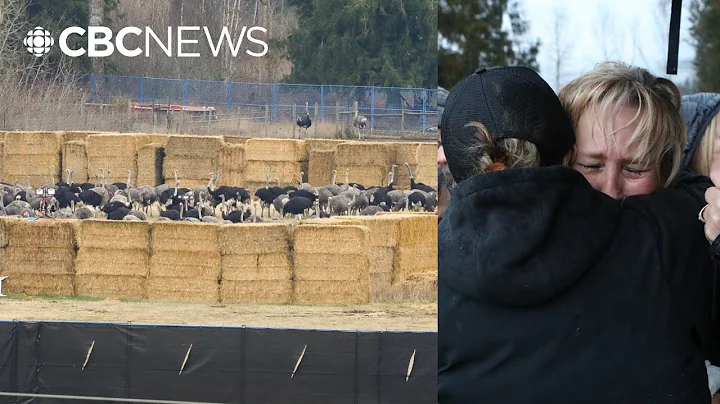 Cull of ostriches at B.C. farm is complete, CFIA confirms