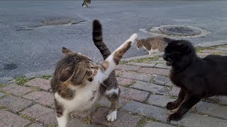 There are tense moments among the Street Cats.