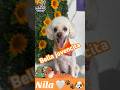 La bella y bien comportada Nila 🐾✂️ #peluqueríacanina #superpet