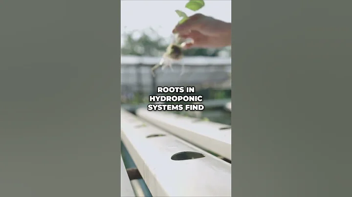 Oxygenate Your Hydroponic System with Air Pumps and Air Stones