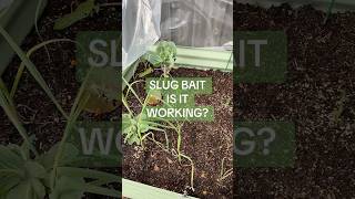 Do Organic Slug Baits Actually Work?  Garden Test Results!