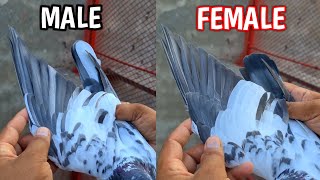 Salara Teddy Breeding Pair | Ch Sakhi Muhammad Bhatti Pigeons