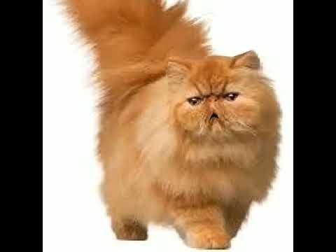 Кот эх бл