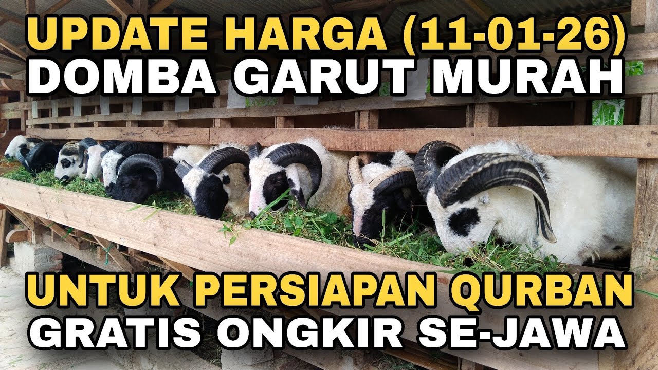 UPDATE HARGA DOMBA GARUT MURAH PERSIAPAN QURBAN | GRATIS ONGKIR SE-JAWA 