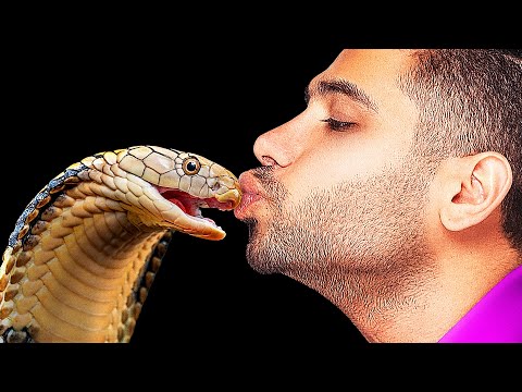 Video: Serpente Dagli Occhiali: Habitat, Dimensioni E Caratteristiche