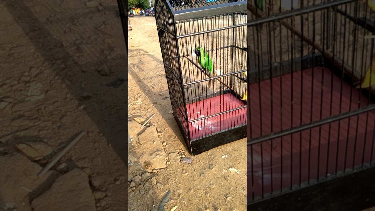 Lailamajnusongs Download Laila Majnu Mp3 Songs Online