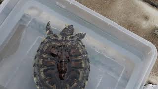 A young redeared slider is gasping and swims lopsided  respiratory infection.  Pt 2/3