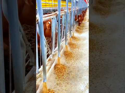 ابتكار توزيع الأعلاف كيف ت سهل التقنية إطعام الأبقار