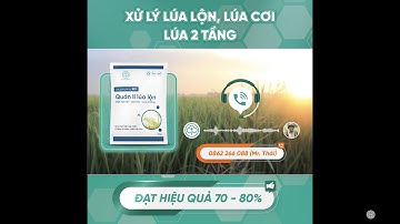 BS11 - Thuốc Diệt Lúa Lộn, Lúa Cỏ, Lúa Hai Tầng | Phản Hồi Của Khách Hàng | Bác Sĩ Cây Xanh