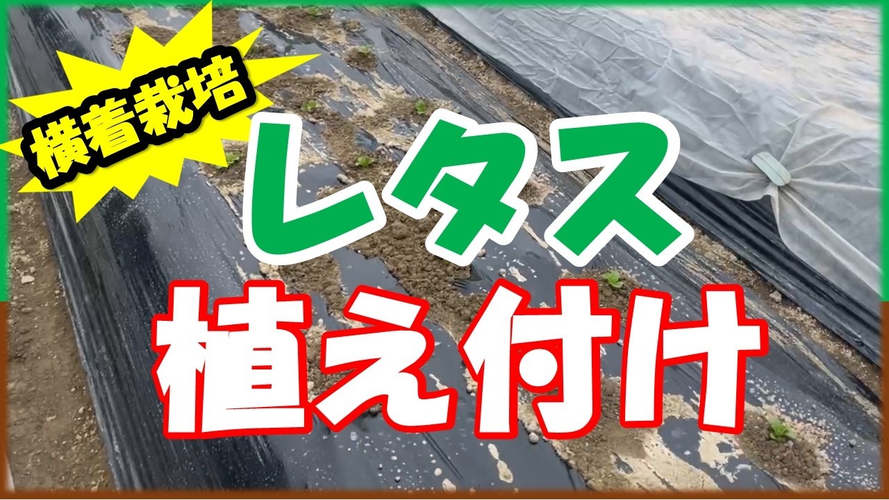 レタス定植のやり方｜横着栽培でラクに育てる